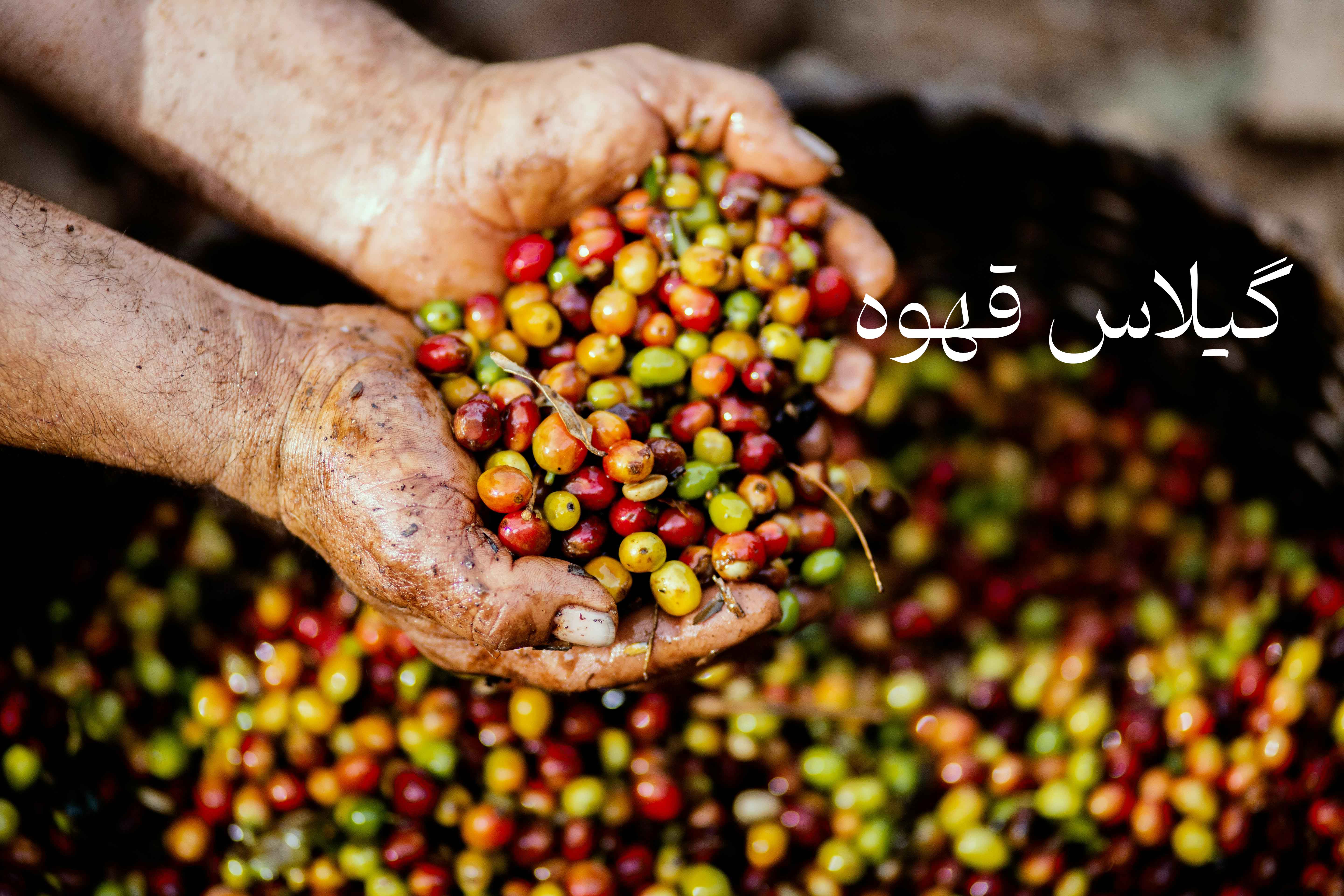 گیلاس قهوه با کیفیت تورینو